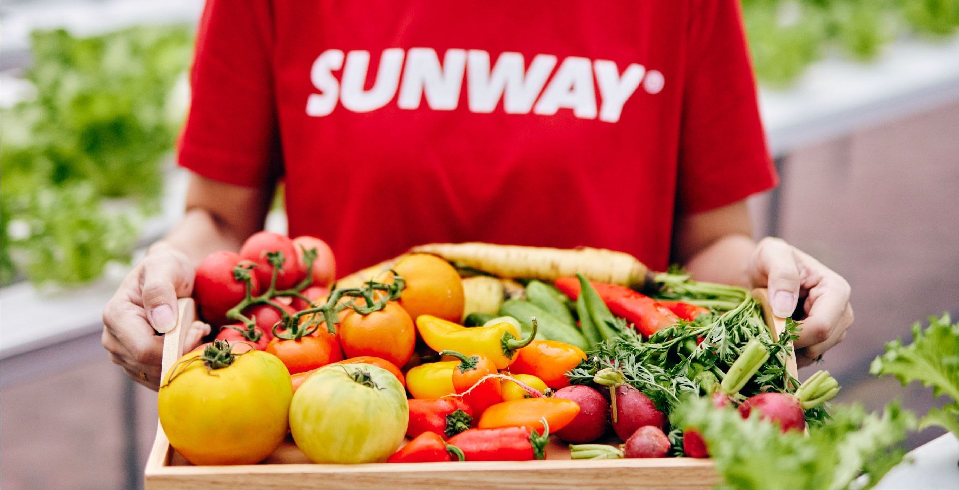 Person in SUNWAY shirt holding freshly picked colorful veggies at Sunway Resort